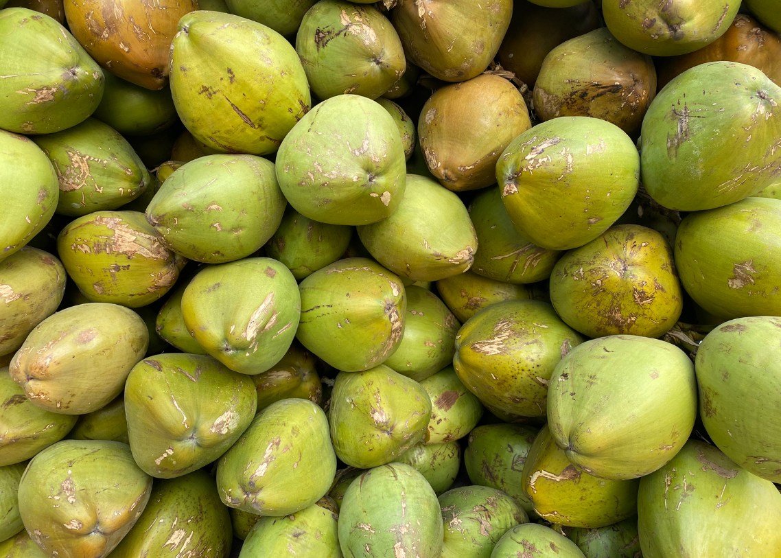 PT SUMBER ALAM KEPRI - COCONUT1