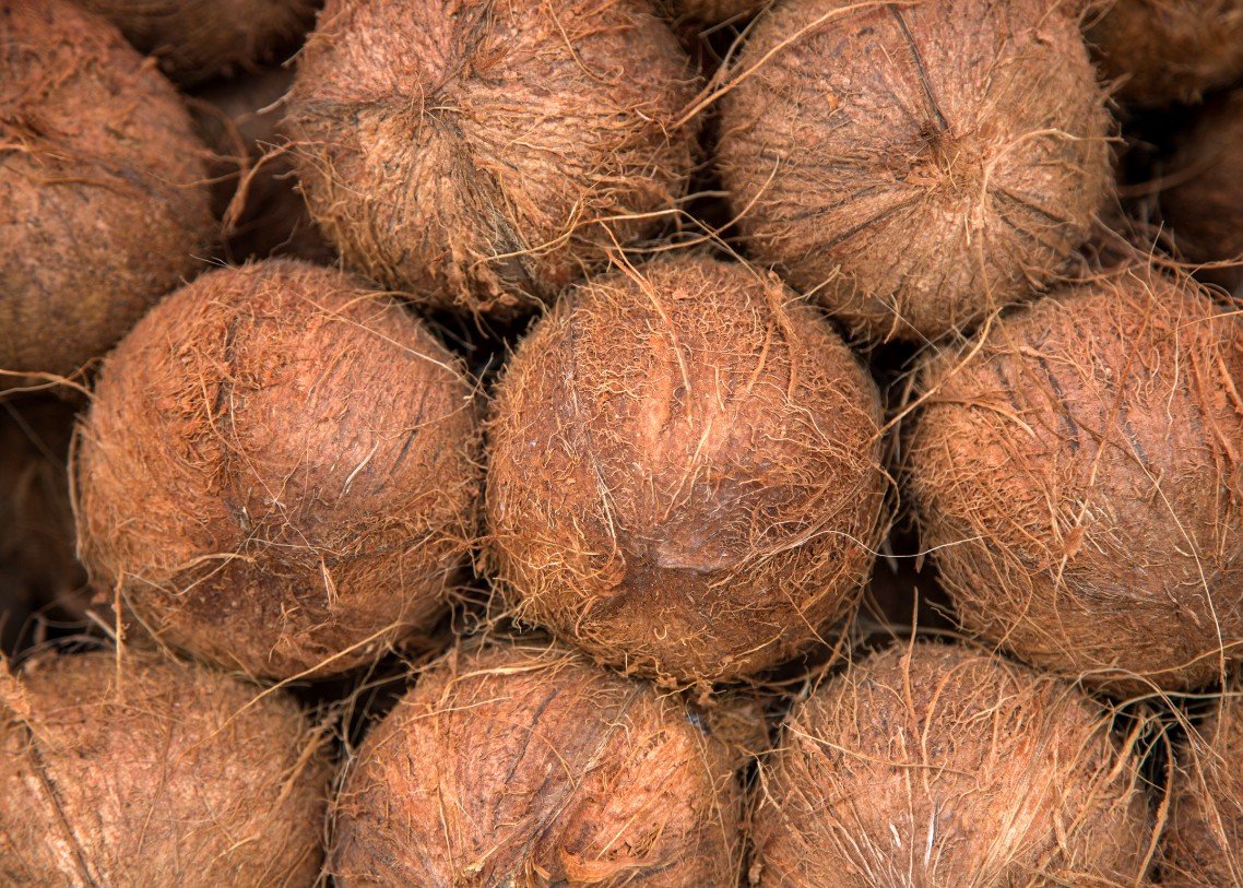 PT SUMBER ALAM KEPRI - COCONUT2