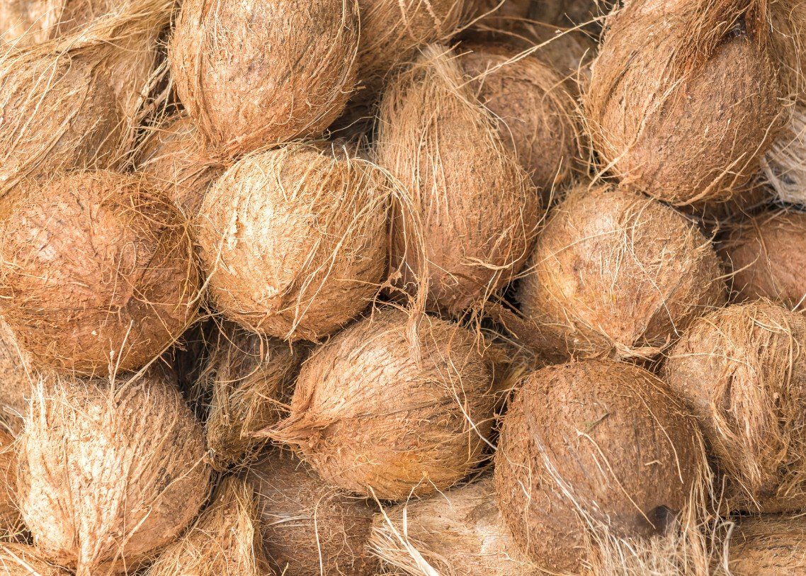 PT SUMBER ALAM KEPRI - COCONUT3