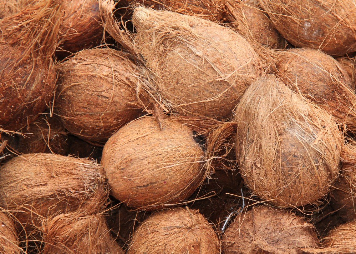 PT SUMBER ALAM KEPRI - COCONUT5